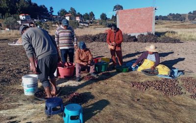La elaboración del chuño es una practica ancestral.  Foto: Difusión.